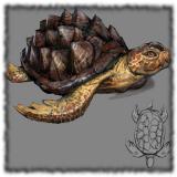 schildkroete